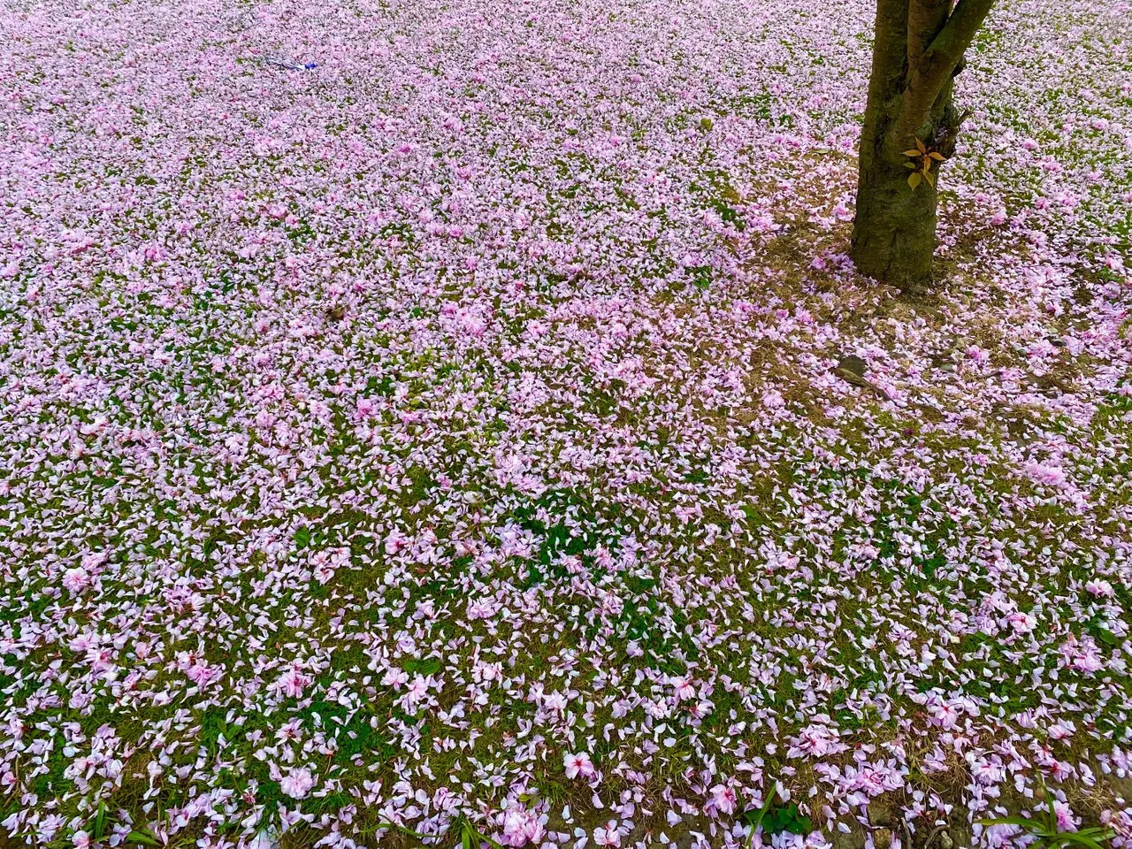1620125760289.jpeg
