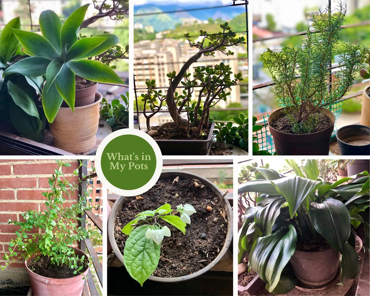 WhatsInMyPots.png