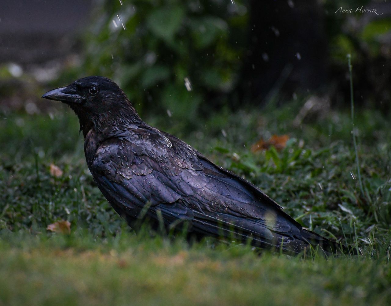 DSC_8767 1.JPG
