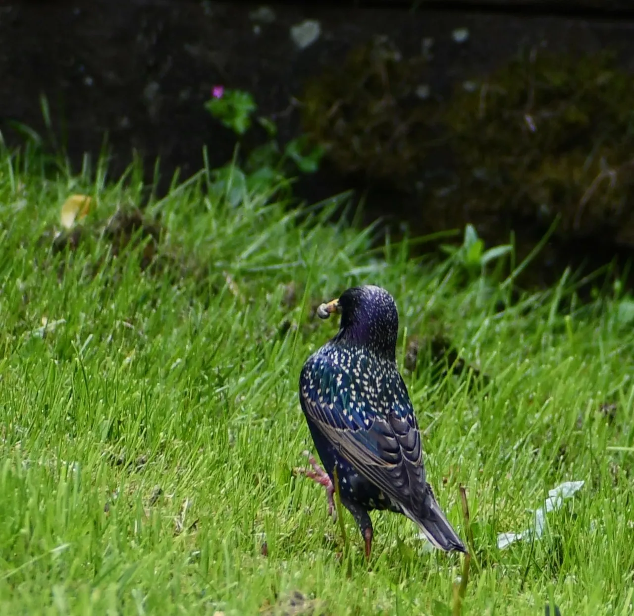 DSC_3886 1.jpg