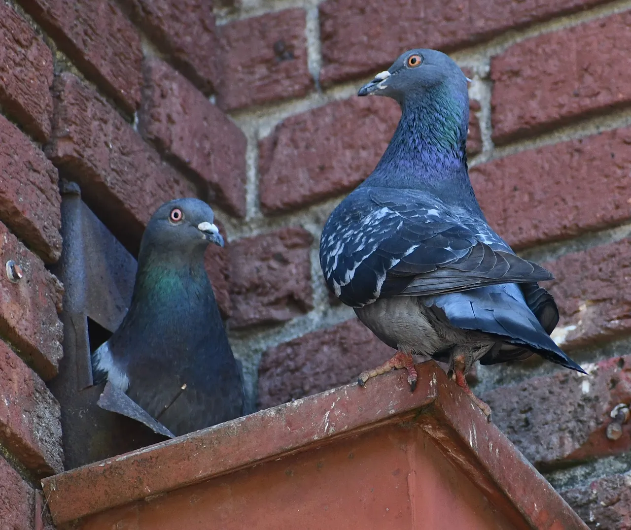 DSC_6311 1.jpg