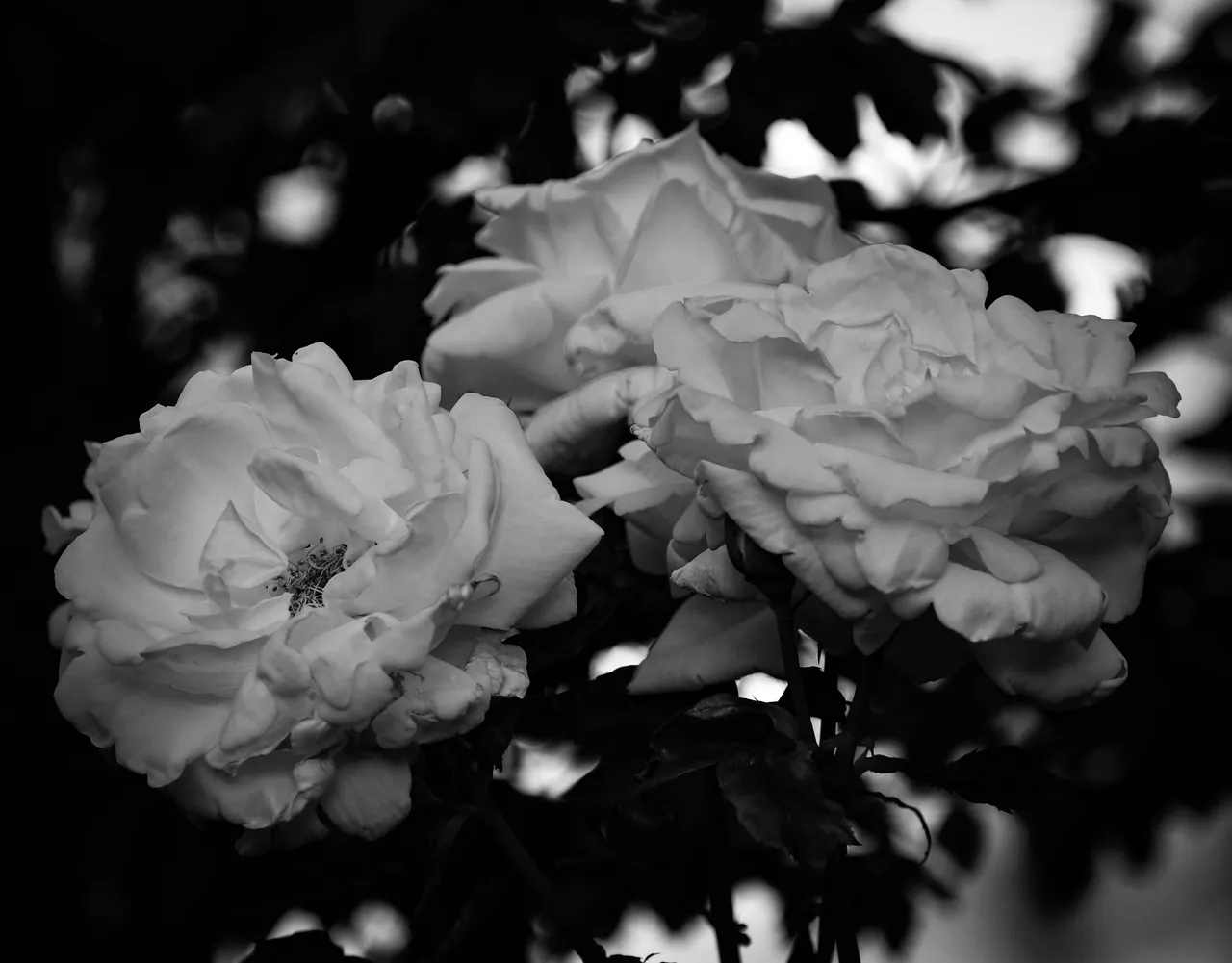DSC_7832 3.JPG