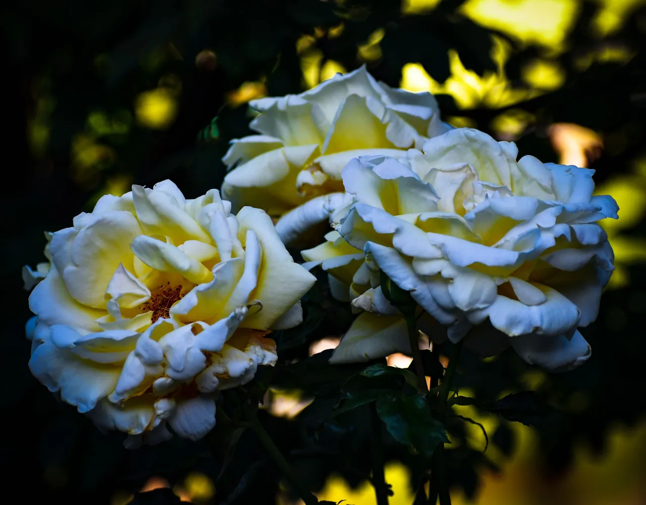 DSC_7832 2.JPG