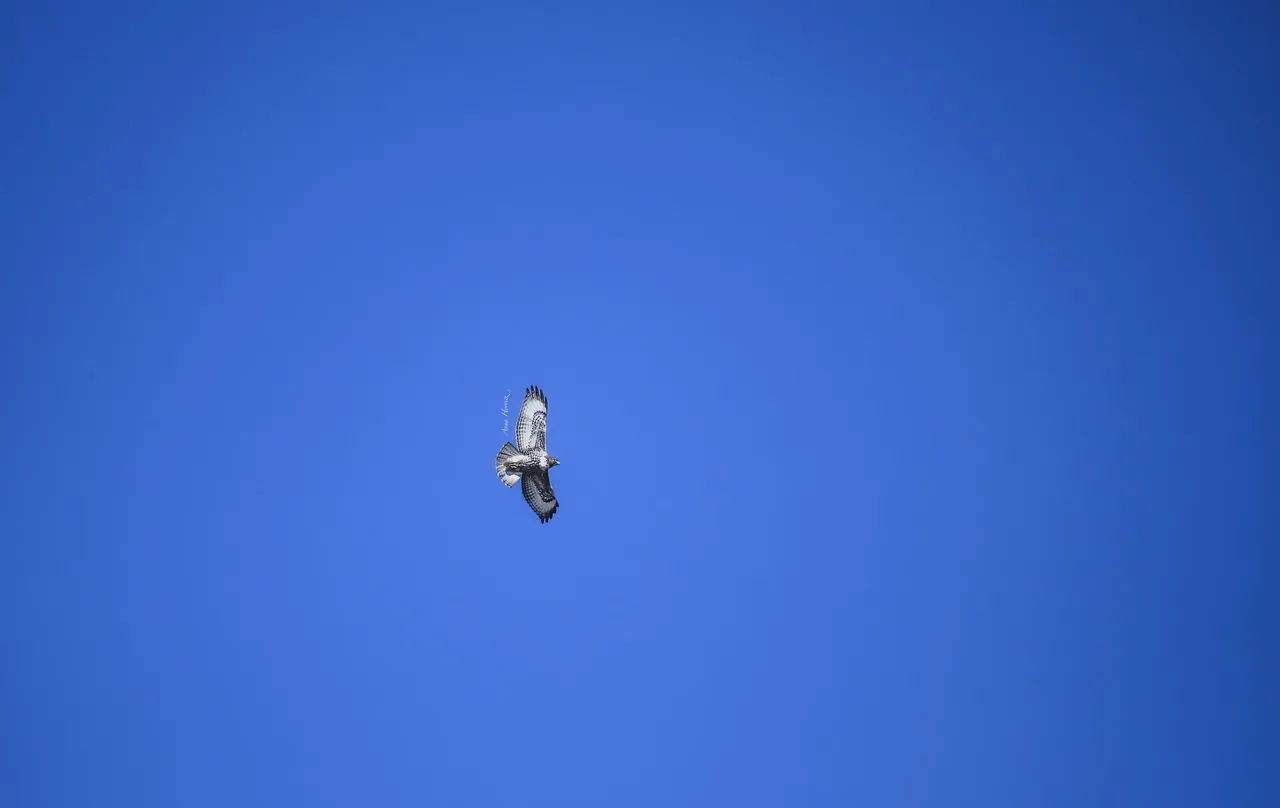 DSC_2362 1.JPG