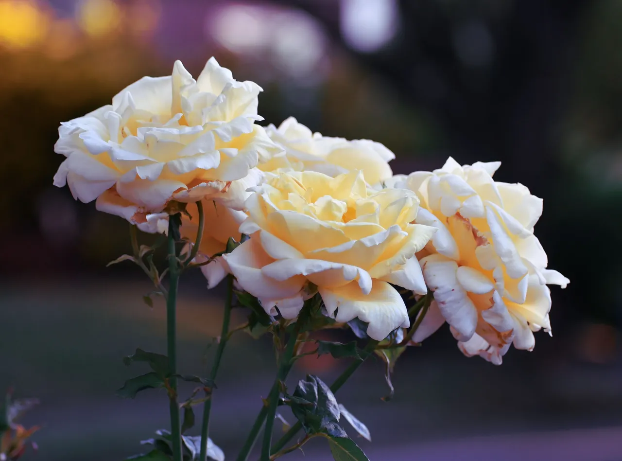 DSC_7842.JPG