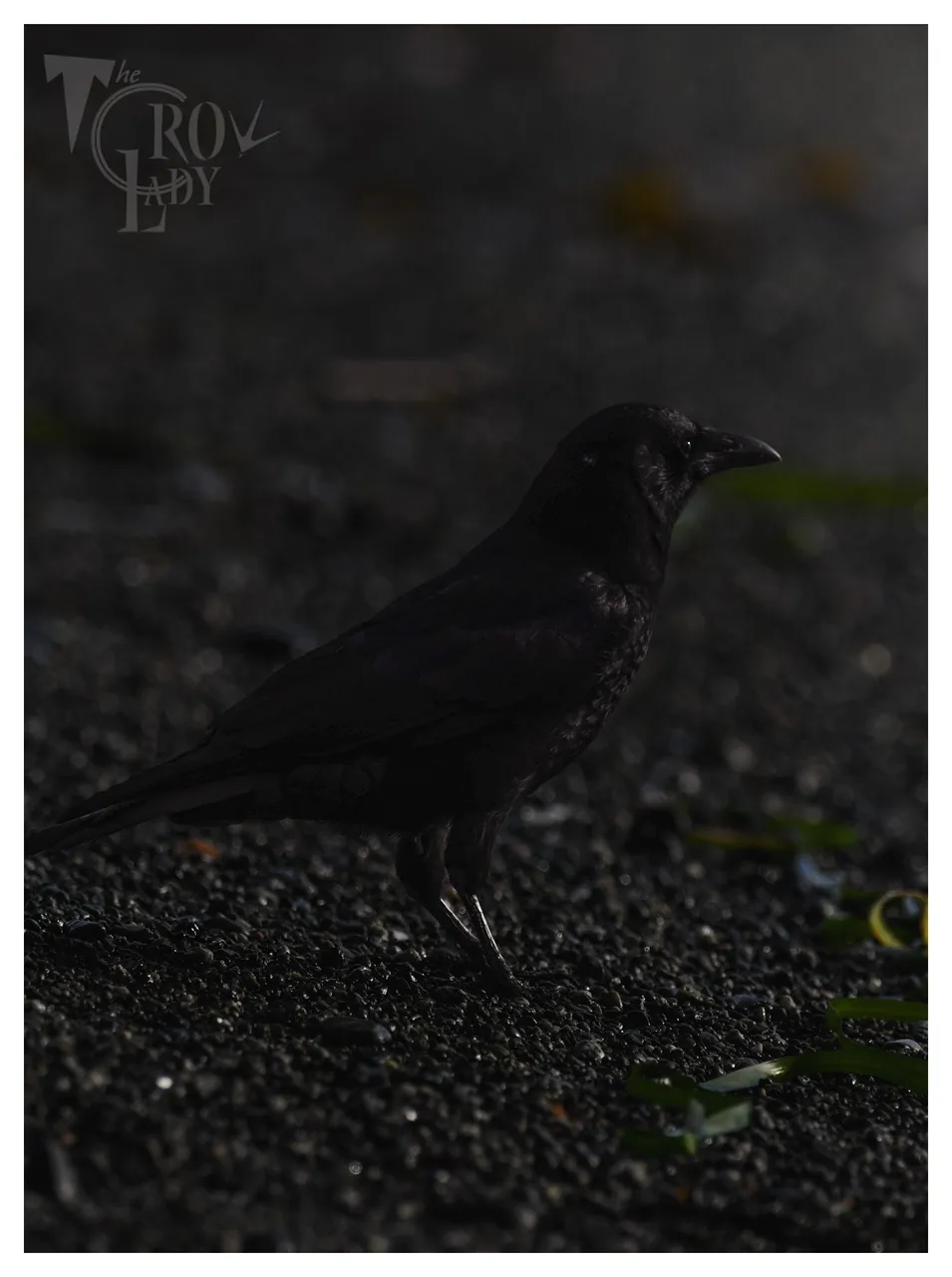 DSC_3098.JPG