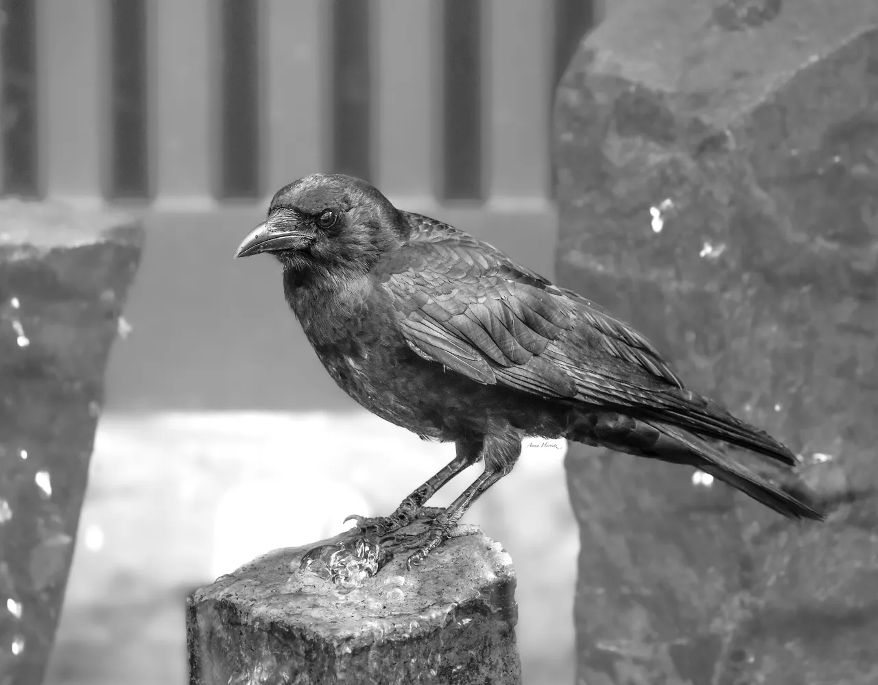 DSC_9828.JPG