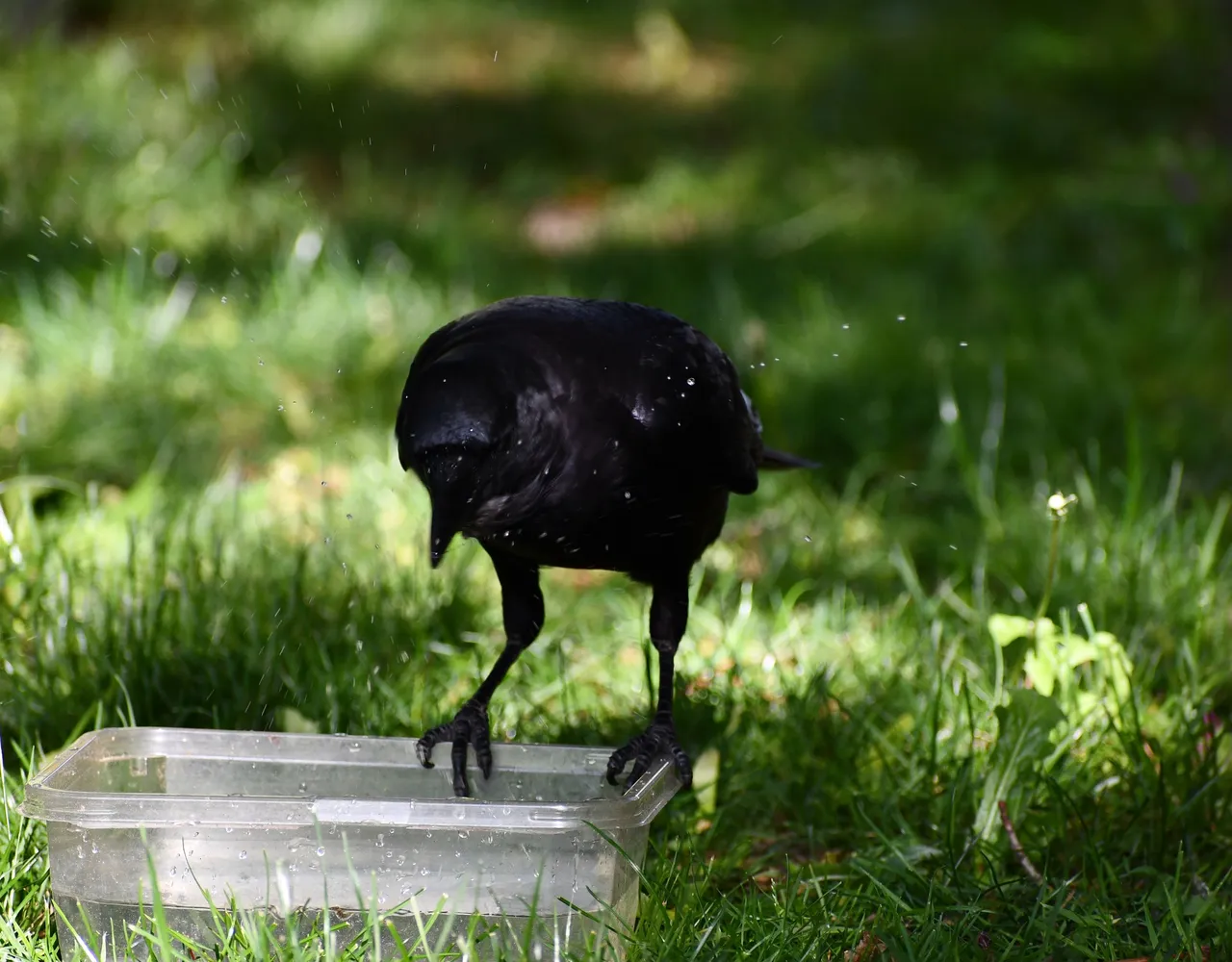 DSC_6239.jpg