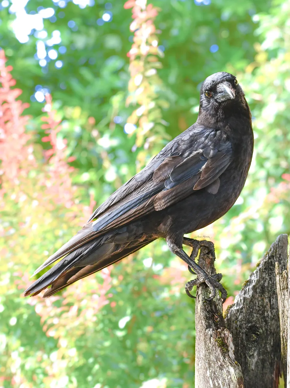 DSC_1695.JPG
