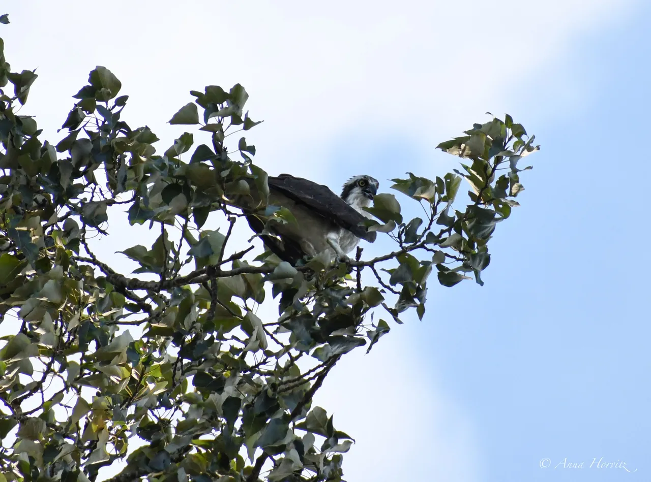 DSC_8631.JPG