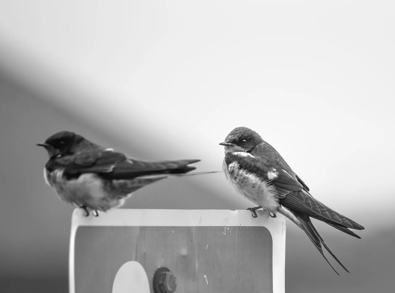DSC_0901.JPG