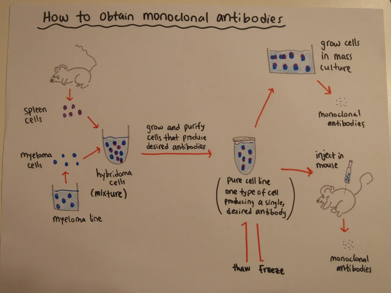 How_to_obtain_monoclonal_antibodies.jpg