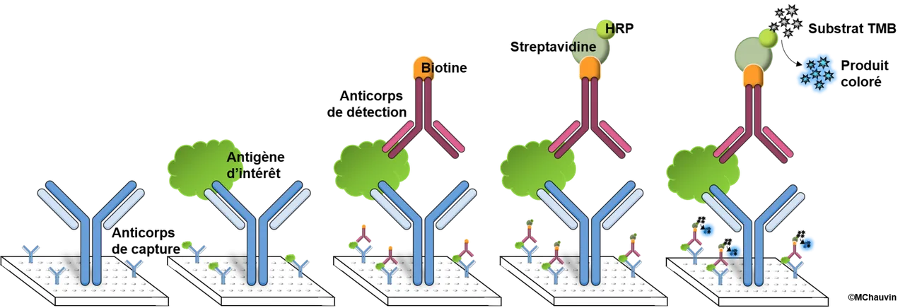 ELISA_principle.tif.png