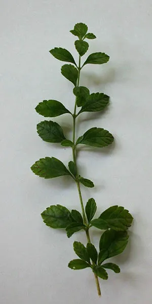 orégano 5.JPG