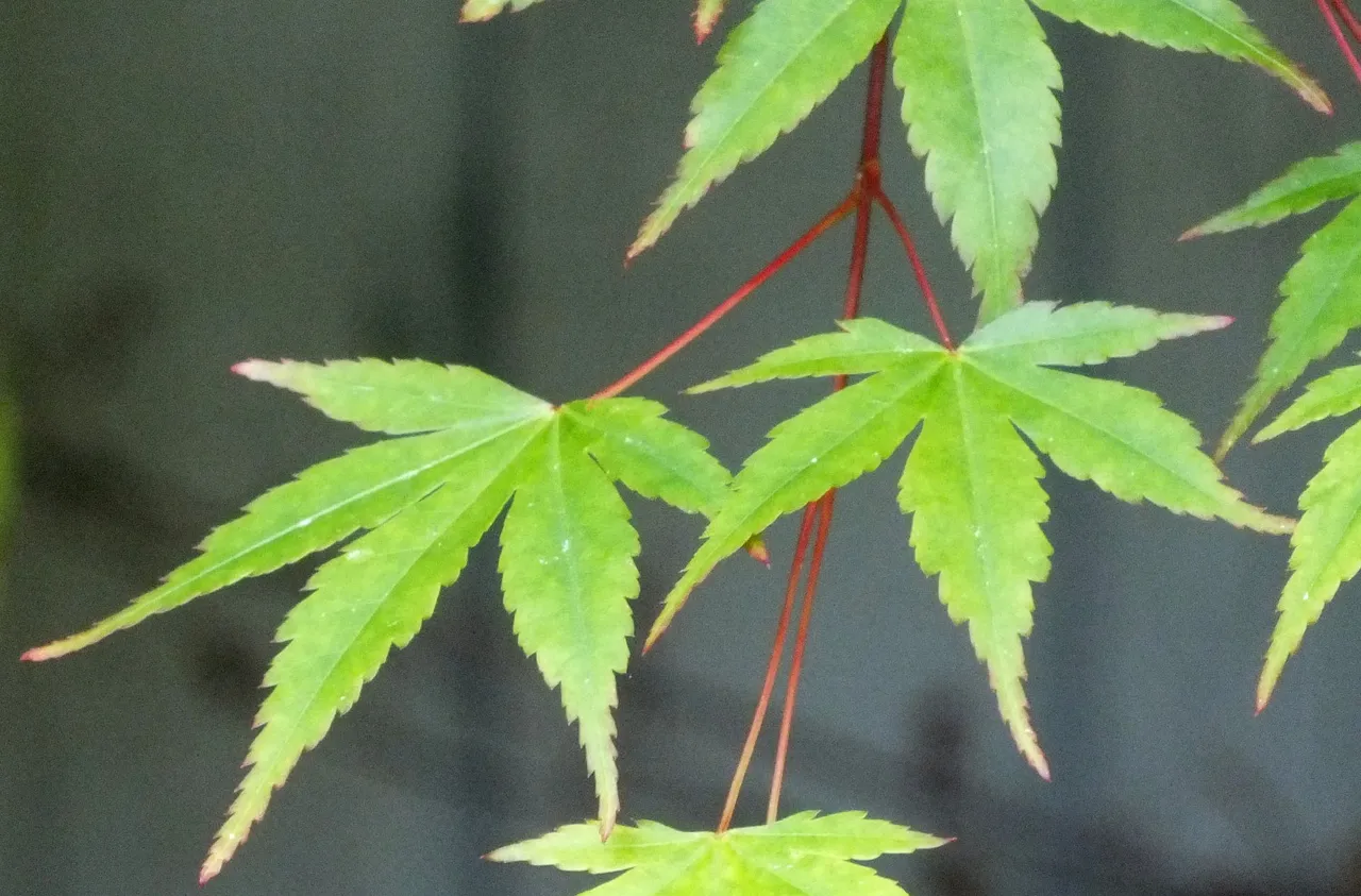 CT0267-Maples.jpg