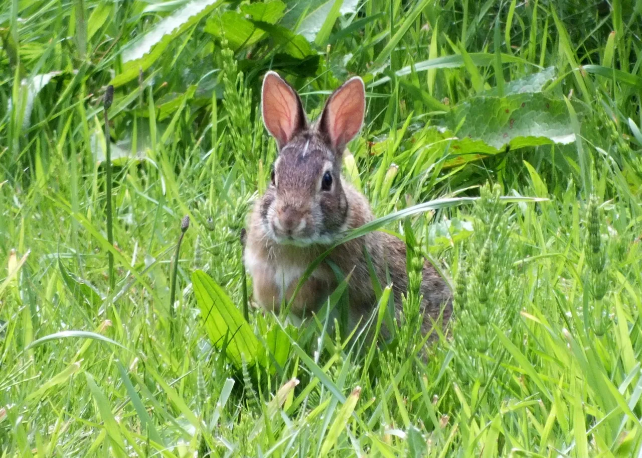 0074-Bunneh.jpg