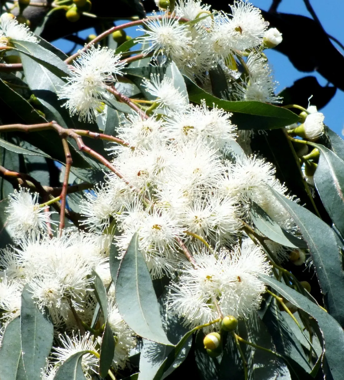 FilterTree