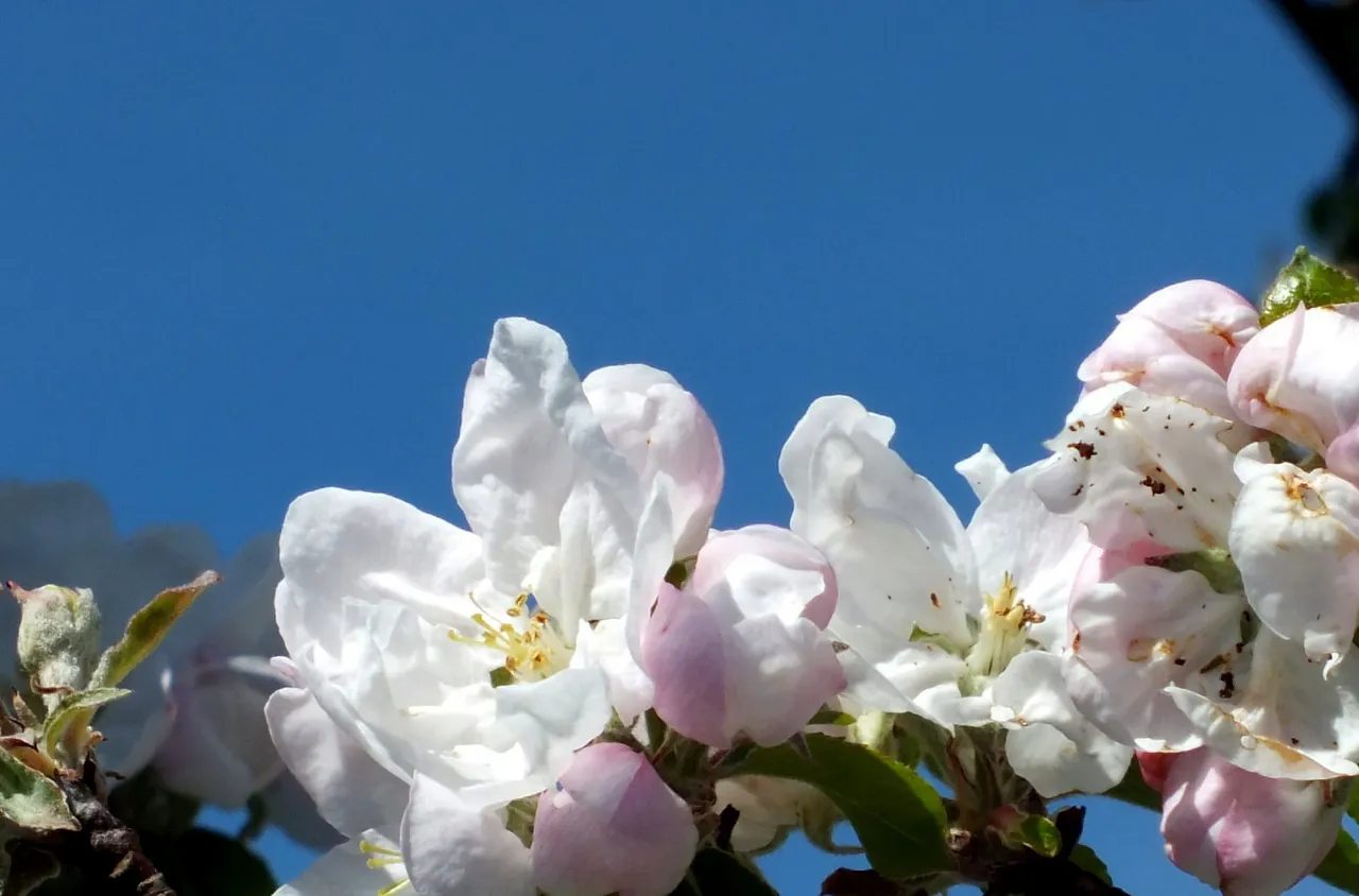 CT0099-Blossoms181201.jpg