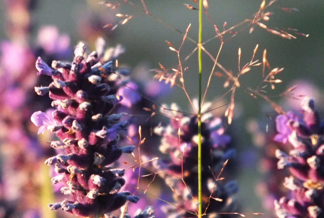 0716-LavenderGrass2.jpg