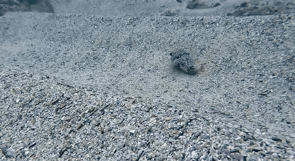 IMG_0155.gif