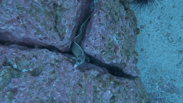 IMG_0153.gif