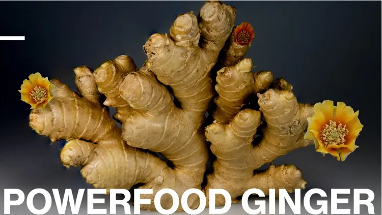 Ginger Powerfood -750.jpg