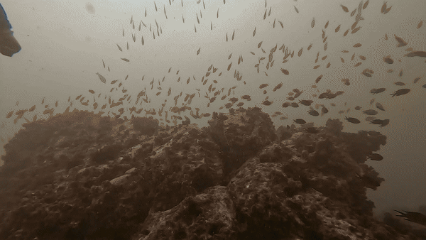 IMG_0154.gif