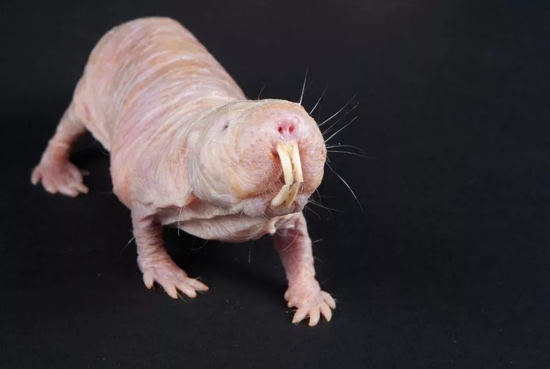 naked-mole-rats-dna-long-life-۱.jpg.webp