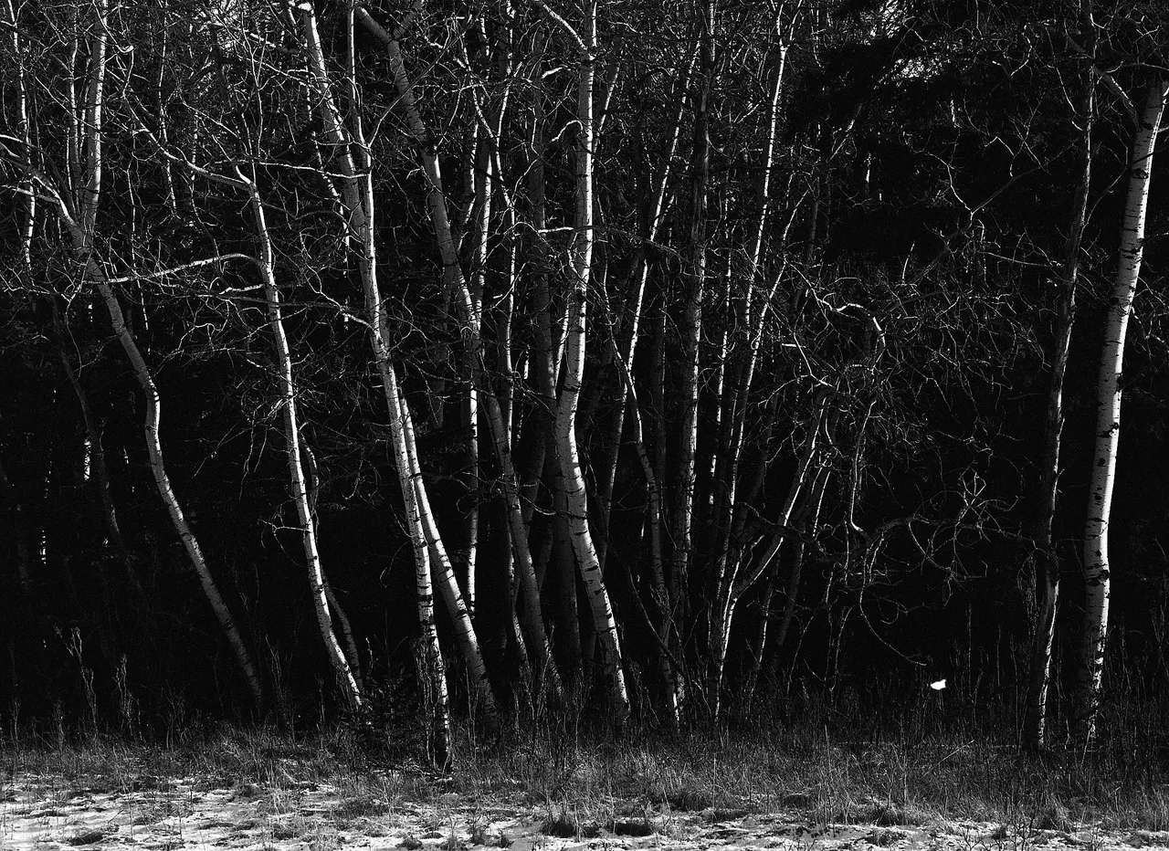 Mamiya645Trix400054_Social Media.jpg