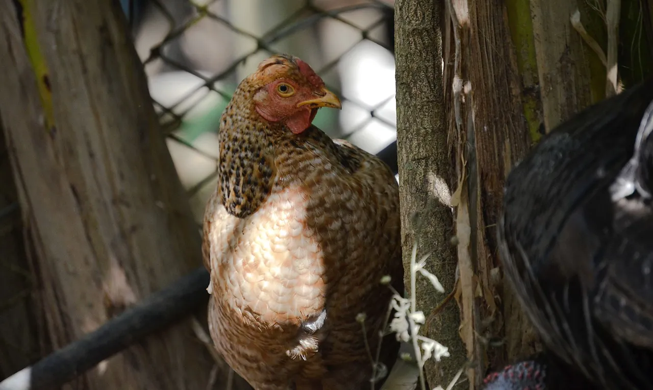 gallina.jpg