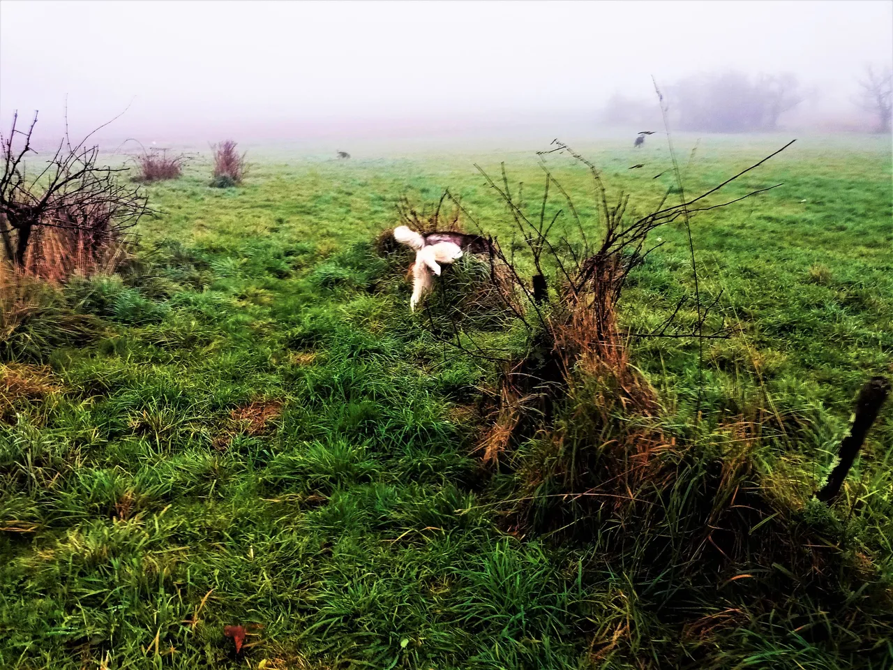 IMG_20220112_092125_3.jpg