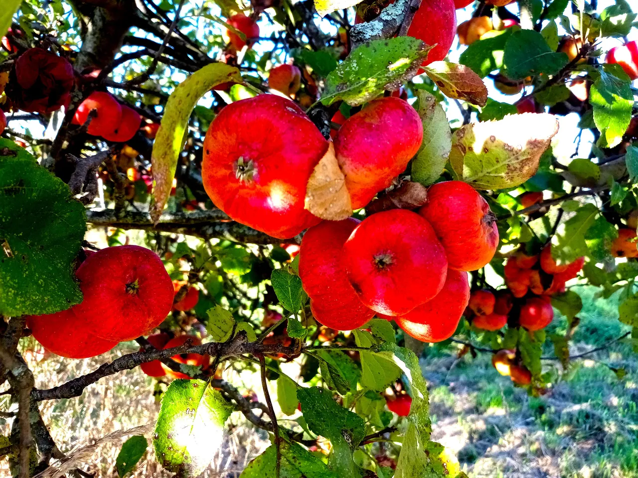 apples edited 22.jpg