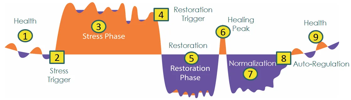 meta c healing cycle.png