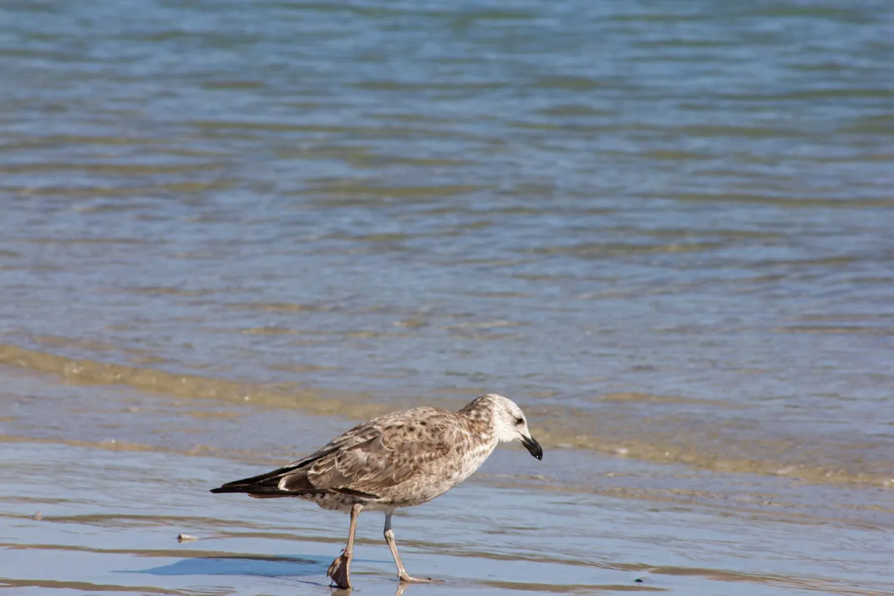 Sea Bird-1-2.jpg