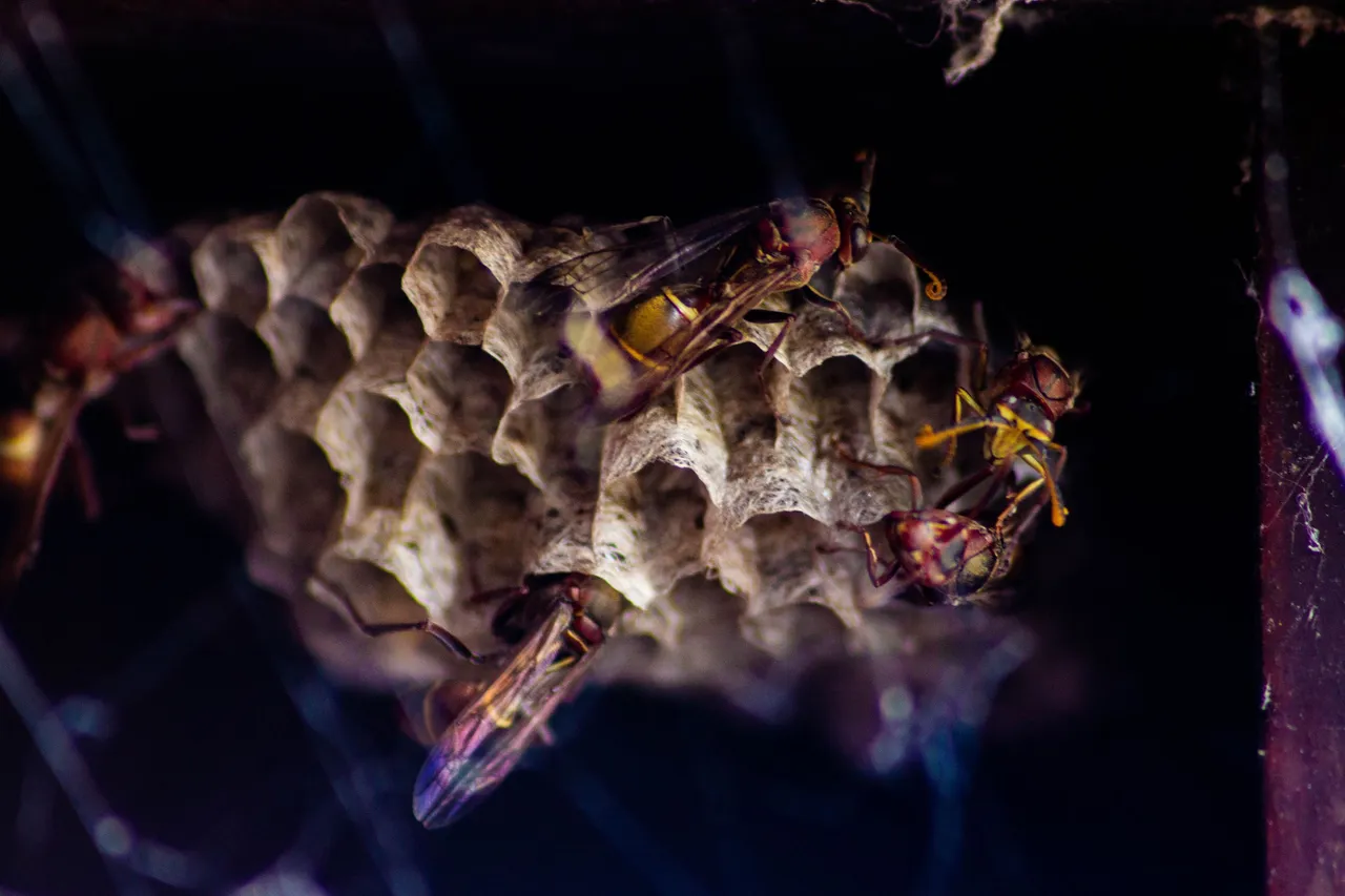 Opposite Wasps-1-3.jpg