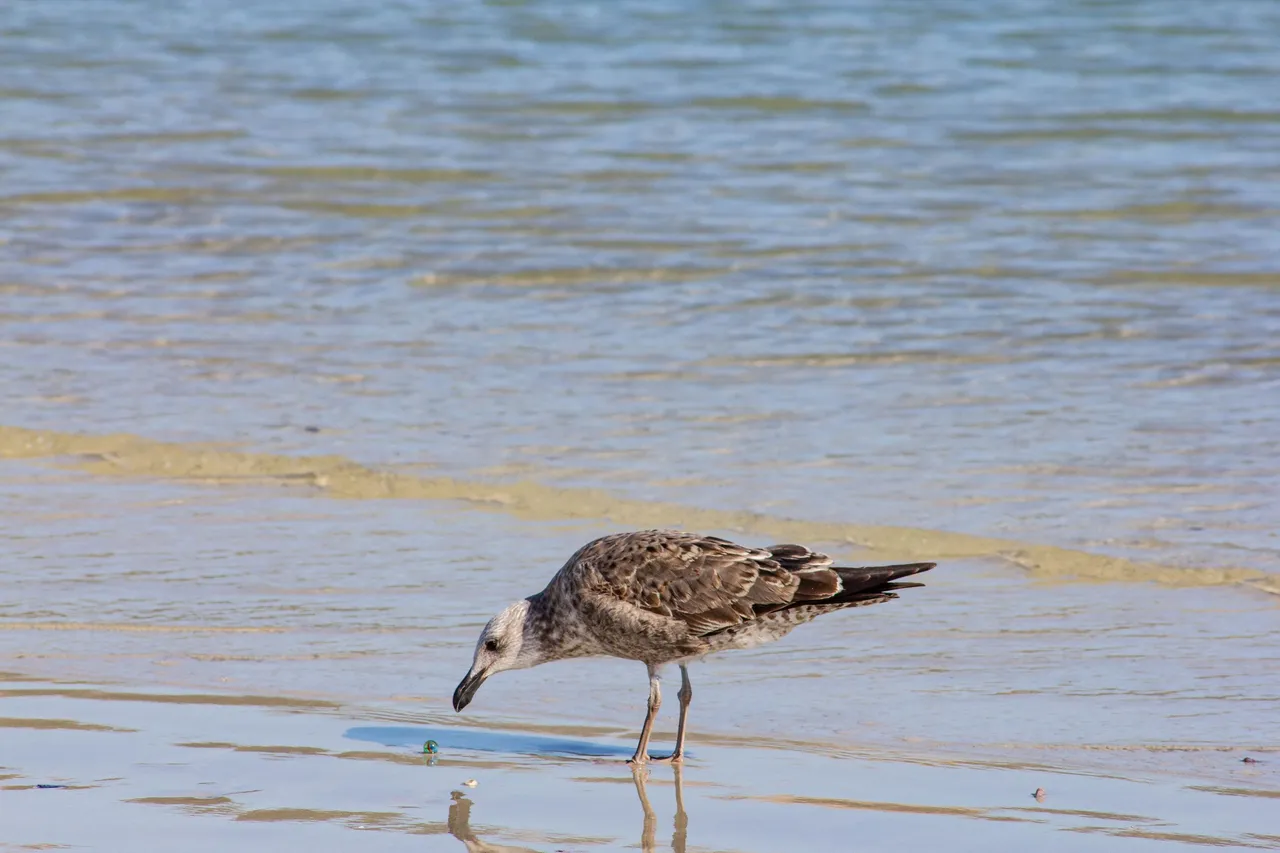 Sea Bird-1-3.jpg