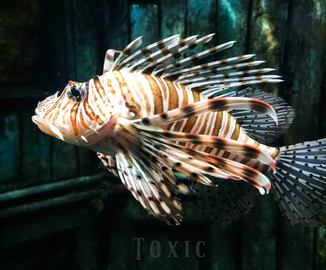 Toxic.jpg