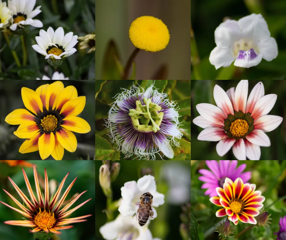 Wednesday Walk Flowers.png