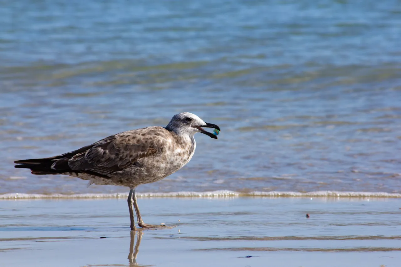 Sea Bird-1-4.jpg