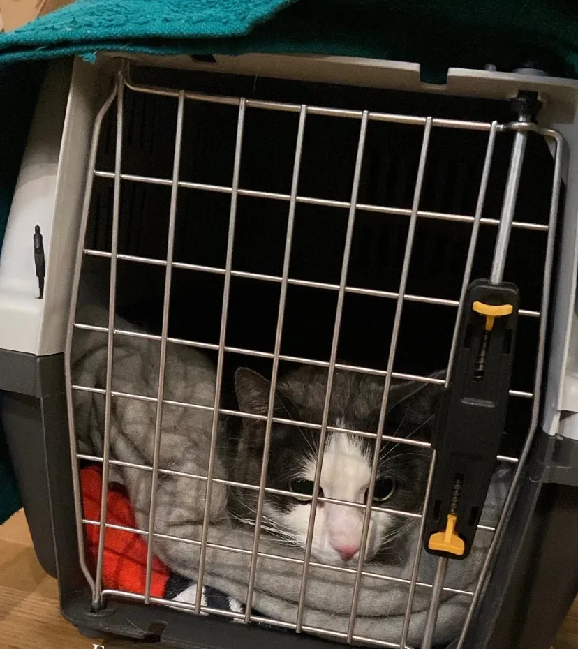 Right before we went to place him on a cat boarding home.