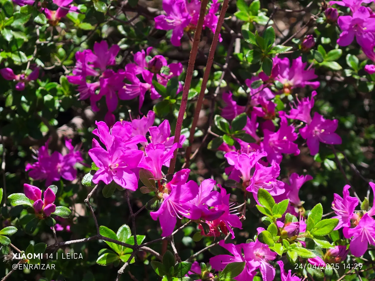 IMG_20250424_142931.jpg