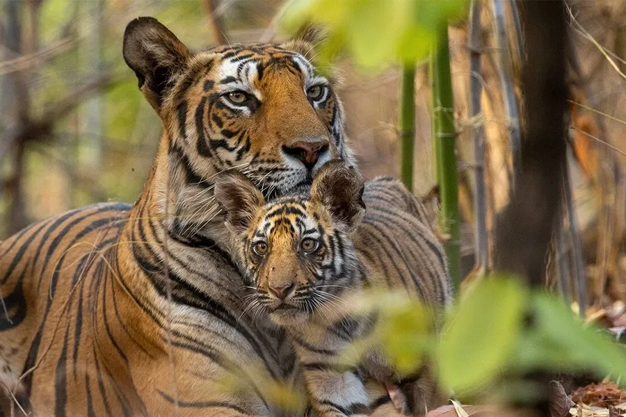 Tigres-8.jpeg
