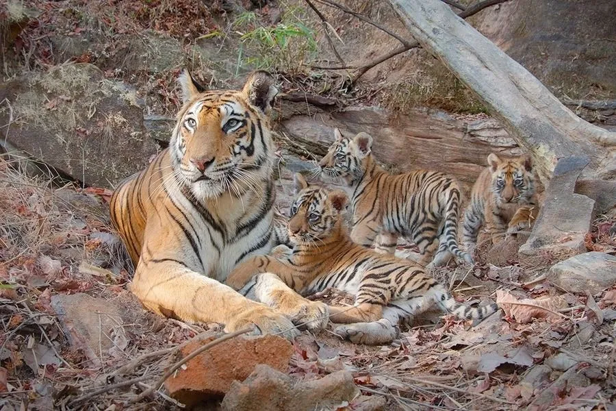 Tigres.jpeg