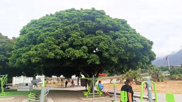 arbol.jpg