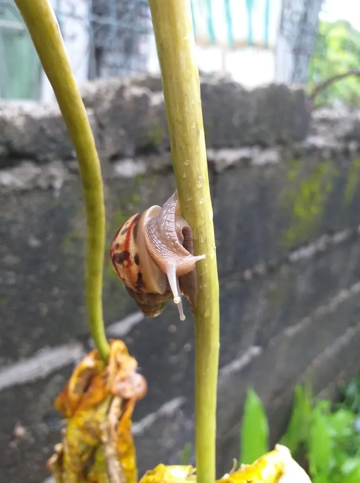 snail3.jpg