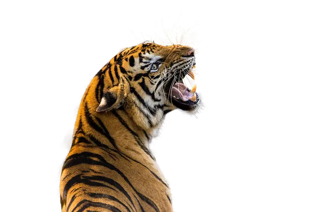 tiger-6969084_640.png