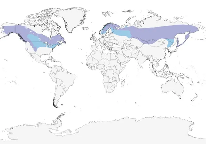 pinegrosbeakrangemap.jpg