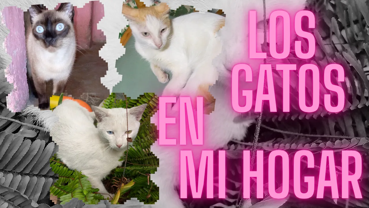 Made with CANVA / Hecho en CANVA