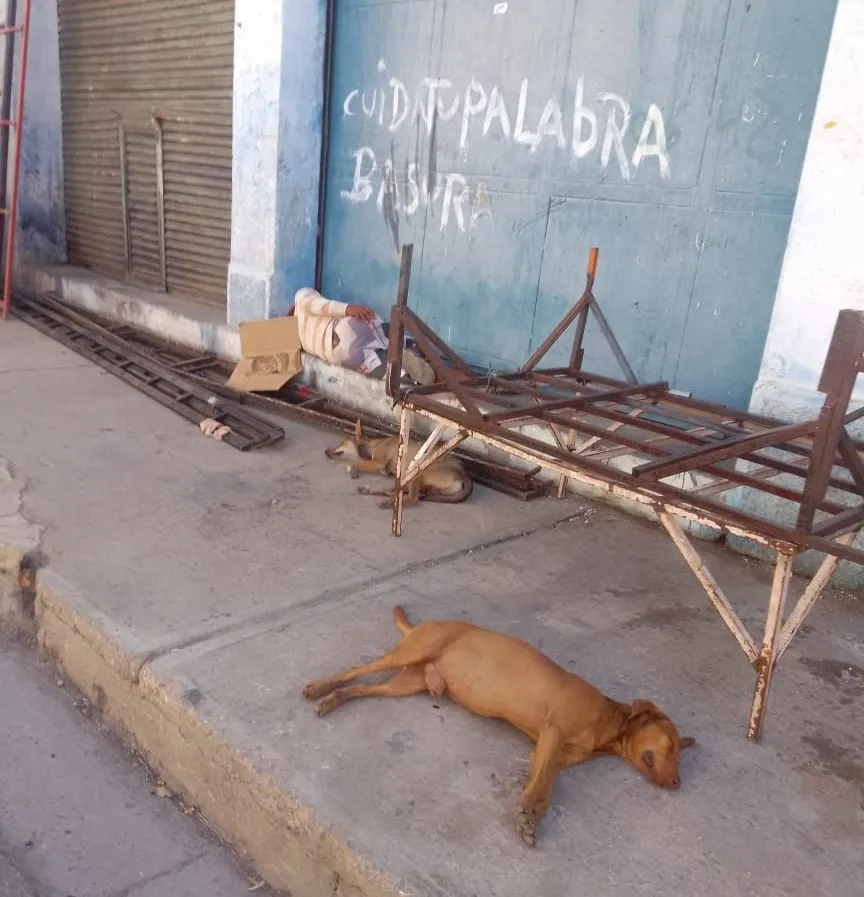 dogs and man.jpeg