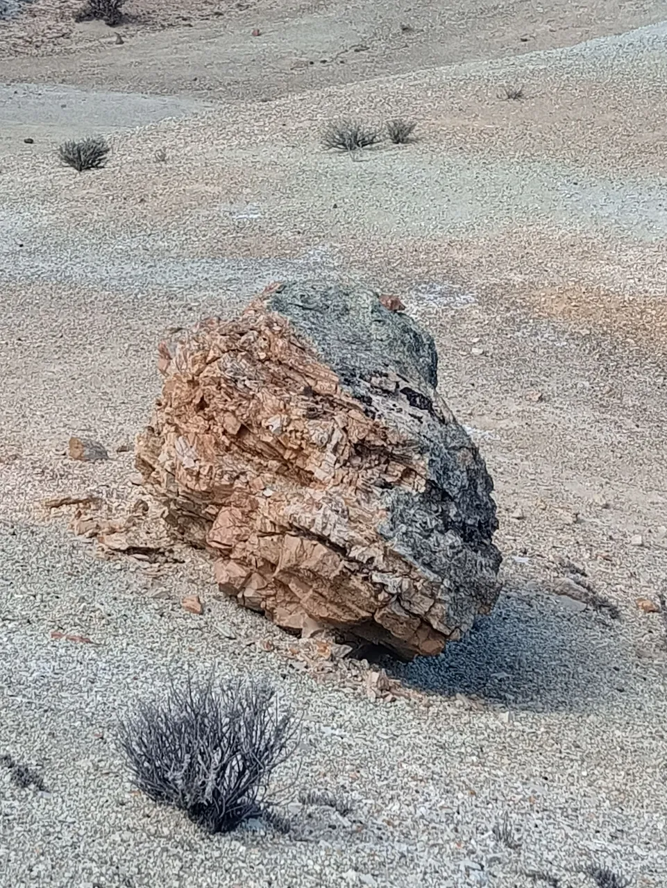 arbolpetrificado.jpg